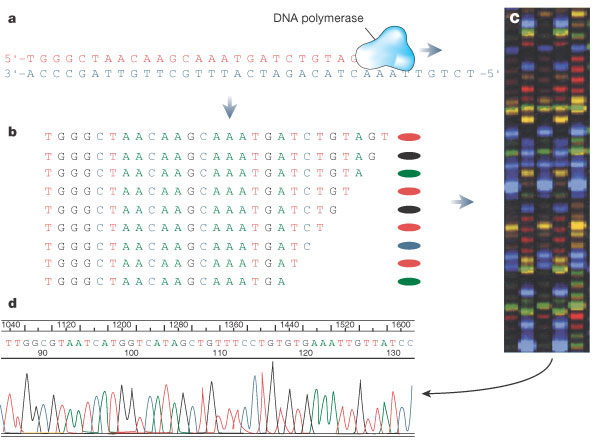 Human Genome Project: Sequencing the Human Genome | Learn Science at  Scitable